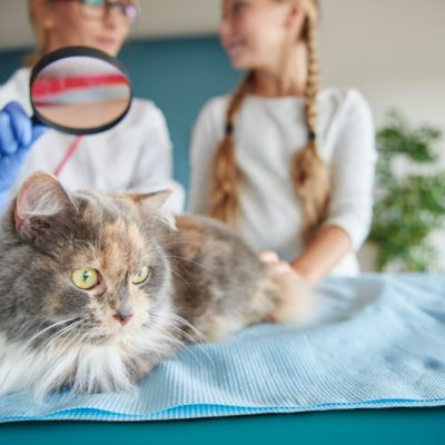 kedilerde tüy sağlığı