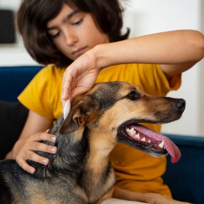 Köpeklerde Kaşıntı