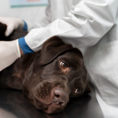 Köpeklerde Kısırlaştırma Operasyonu Hakkında Merak Edilen Her Şey